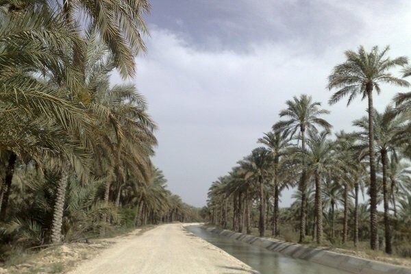 برداشت بیش از ۴۱ هزار تن خرما از نخیلات آبادان