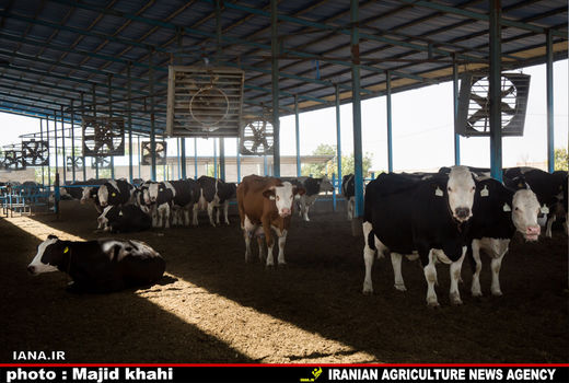 بیش از ٥٦٠ هزار رأس گاو و گوساله در دامداری‌های کشور پروار شد