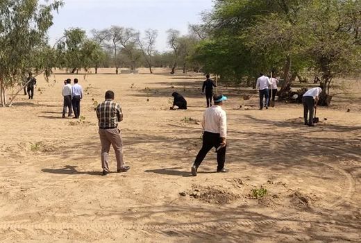 کاشت بیش از پنج میلیون اصله نهال در بوشهر