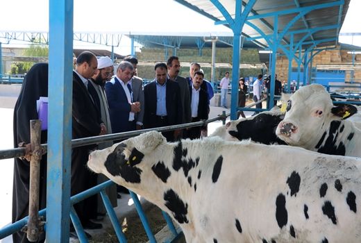 آغاز عملیات اجرایی مجتمع گاو شیری با 3100 راس گاو مولد