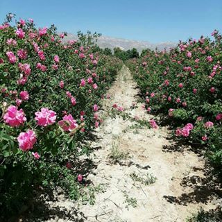اسپاد رایمون خریدار گل محمدی