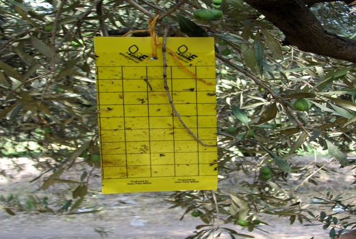 مبارزه با آفت مگس زیتون در سطح 2187  هکتار از باغ‌های استان قزوین