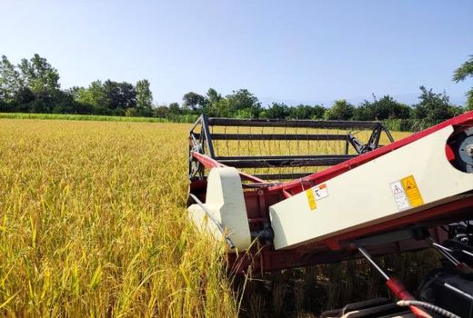 برداشت برنج در 194 هزار هکتار شالیزار مازندران/ 188 هزار هکتار مکانیزه برداشت شد