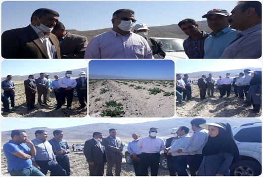 توسعه صنایع وابسته سیب زمینی در اقلید ضرورت دارد