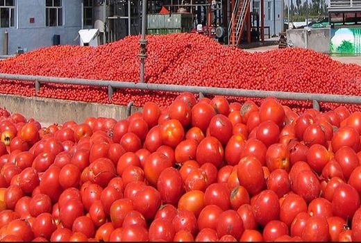 خرید حمایتی گوجه فرنگی در مرودشت آغاز شد