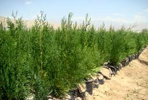 تولید ۱۹۰ هزار اصله نهال در نهالستان منابع طبیعی خراسان شمالی