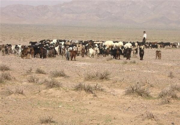خشکسالی وخشک بودن چراگاه های حاشیه شهرستان جاجرم