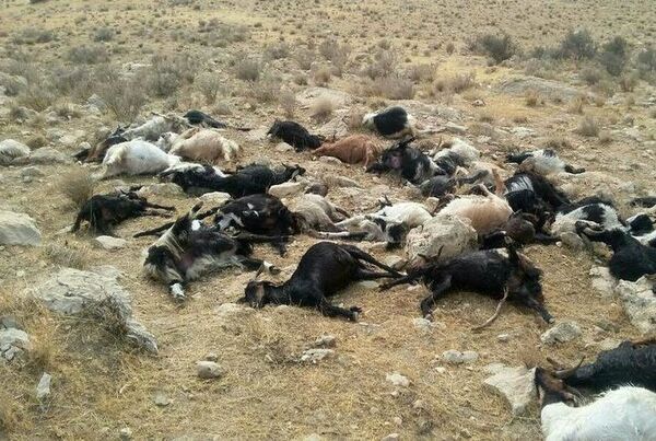 تلف شدن دام ها در شهرستان کازرون 
