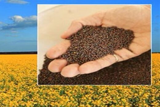 تامین نهاده‌های مورد نیاز کشت کلزا و چغندرقند در استان ایلام