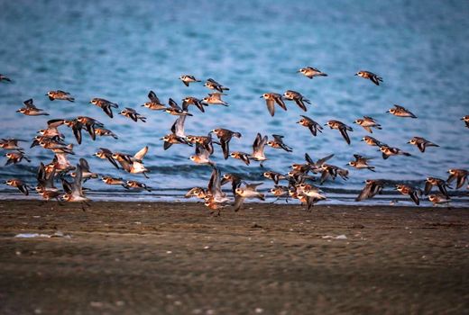 برای حفظ پرندگان هم‌صدا شویم

