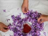 تشکیل صندوق حمایت از توسعه صنعت زعفران