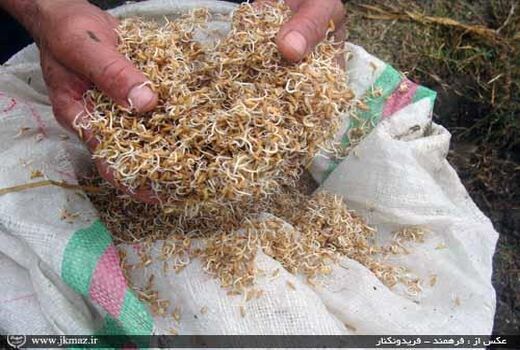 تولید 5 هزار تن بذر اصلاح شده گندم در مازندران