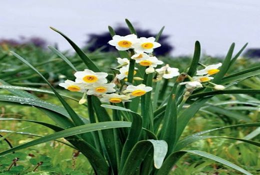 برداشت گل نرگس از مزارع  کازرون