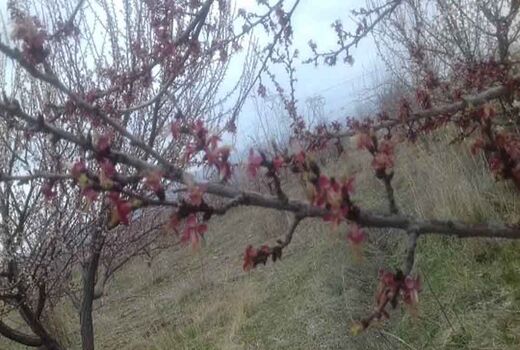 خسارت سرمازدگی در اراضی زراعی و باغی گلپایگان