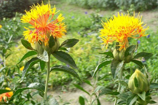 برداشت ۴ هزار تن گلرنگ از دو هزار هکتار از اراضی کشاورزی اصفهان