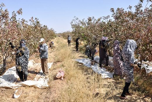 پیش‌بینی برداشت20 هزار و 390 تن پسته از باغات شهرستان کرمان