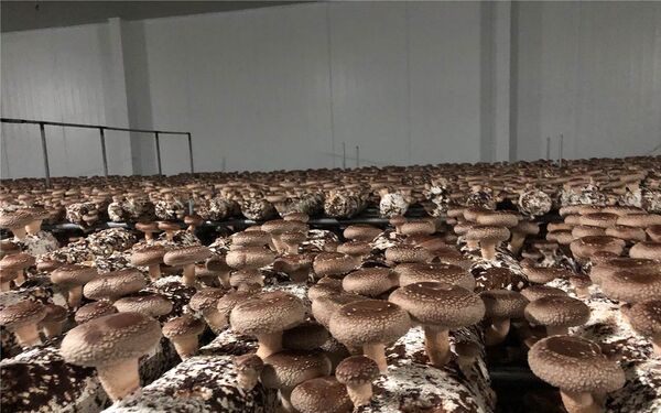 راه‌یابی درمانگر سرطان به مزارع پرورش قارچ