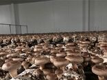 راه‌یابی درمانگر سرطان به مزارع پرورش قارچ