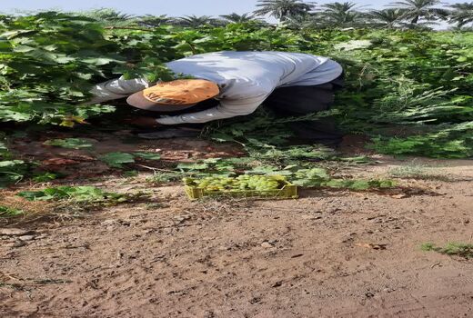 آغاز برداشت انگور از باغات انگور کارون