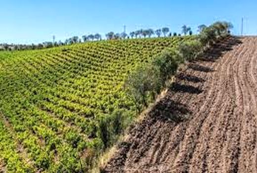 توسعه باغات و گیاهان دارویی در اراضی شیبدار خراسان شمالی             