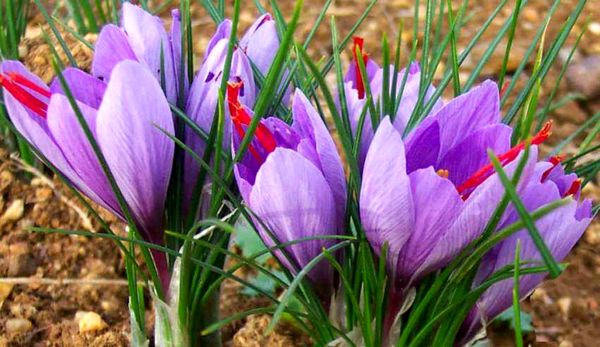 صرف 30 درصد از اعتبارات جهش تولید برای پیاز زعفران