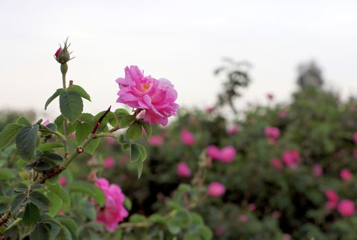 آغاز برداشت گل محمدی در 450 هکتار از باغات استان قم