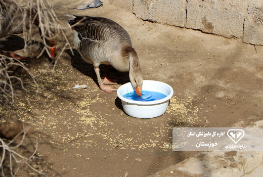 افزایش سطح ایمنی در طیور بومی خوزستان با اجرای واکسیناسیون
