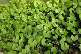 پیوند تجربه ۳۵ ساله، اقتصاد سبز و فناوری نوین در شیلات آذربایجان شرقی + فیلم