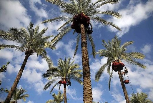 کام لارستان با برداشت خرما شیرین شد 