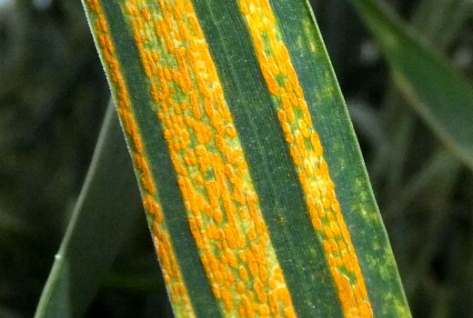 ترویج مبارزه پیشگیرانه علیه زنگ زرد گندم در خرمشهر