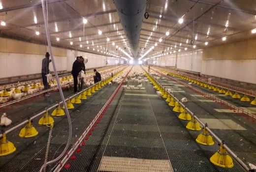 تبدیل شرکت کشت و صنعت آذربایجان خاوری به قطب تامین گوشت مرغ کشور