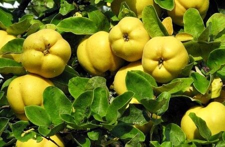 پیش بینی تولید بالغ بر 22 هزار تن "بِه" در فارس