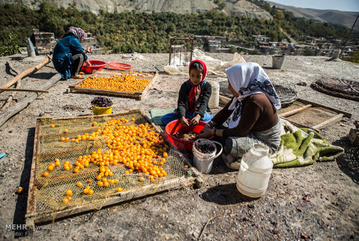 تولید 278 تن آلو خشک در خرم بید