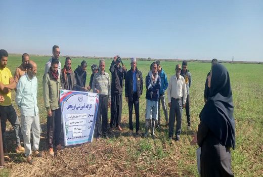 آموزش مدیریت علف‌های هرز مزارع  گندم در آبادان 