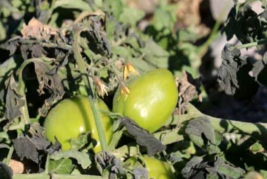 سرمازدگی باعث خسارت به ۵۰ درصد محصولات کشاورزی بوشهر شد