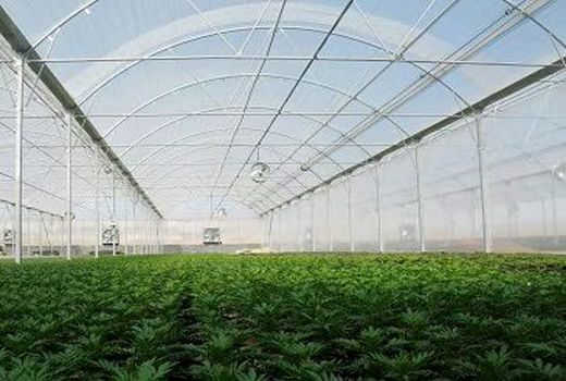 تحقق ۷۰ درصدی برنامه ابلاغی توسعه کشت‌های گلخانه ای در استان چهارمحال و بختیاری
