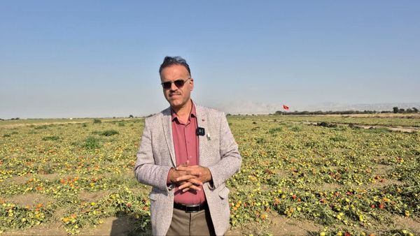 خسارت کشاورزان بوشهر در هیات دولت بررسی می‌شود 