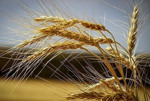 خرید تضمینی گندم در کردستان به ۸۰۰ هزار تن رسید