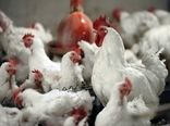 جهش ۳۶/۳ درصدی در یک سال؛ تابستان داغ برای مرغداری‌های صنعتی