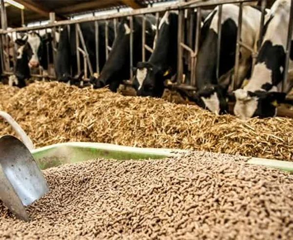 توزیع ۴۴۵ تن کنسانتره دامی بین دامداران شهرستان آوج