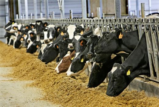 قیمت نهاده‌های دامی تا 20 روز آینده کاهش می‌یابد