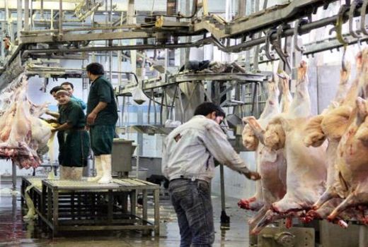 تولید بیش از ۵ هزار تن گوشت قرمز در شیروان