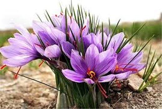 168 هکتار از اراضی شهربابک به کشت زعفران اختصاص دارد