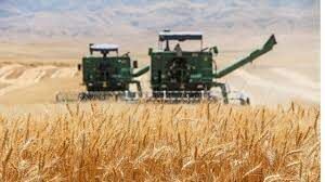برداشت خوشه های طلایی گندم در مزارع خراسان شمالی 