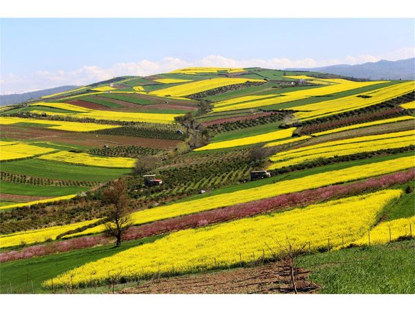 آغاز برداشت کلزا در گلوگاه/تولید 3 هزار تنی محصول