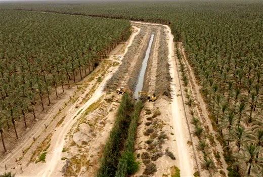 هرس و تکریب نخلستان‌های استان بوشهر با ۹ میلیارد ریال 