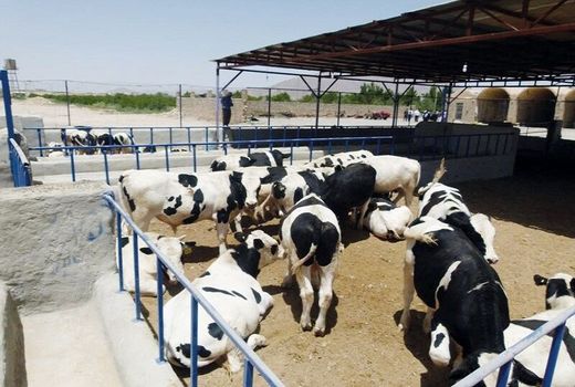 آغاز مطالعه وطراحی احداث 43 مجتمع دامپروری در استان /بهبود ونقش آفرینی مدیریت جهادی