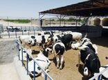 آغاز مطالعه وطراحی احداث 43 مجتمع دامپروری در استان /بهبود ونقش آفرینی مدیریت جهادی