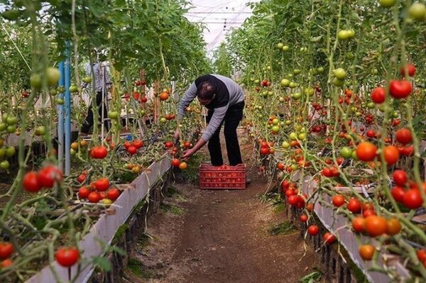 ایجاد 11 هکتار گلخانه در همدان تا پایان سال جاری