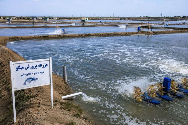 تمدید مهلت ذخیره‌سازی بچه‌میگو و تداوم وضعیت مطلوب بهداشتی مزارع پرورشی خوزستان